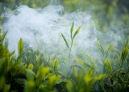 绿茶范围与茶叶种类深度解析