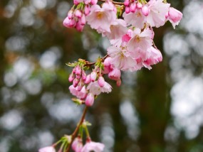 井然花卉的世界，美丽与秩序的和谐共舞