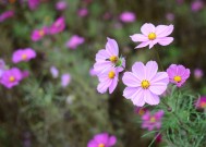 小寒时节年味渐浓