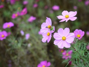 小寒时节年味渐浓